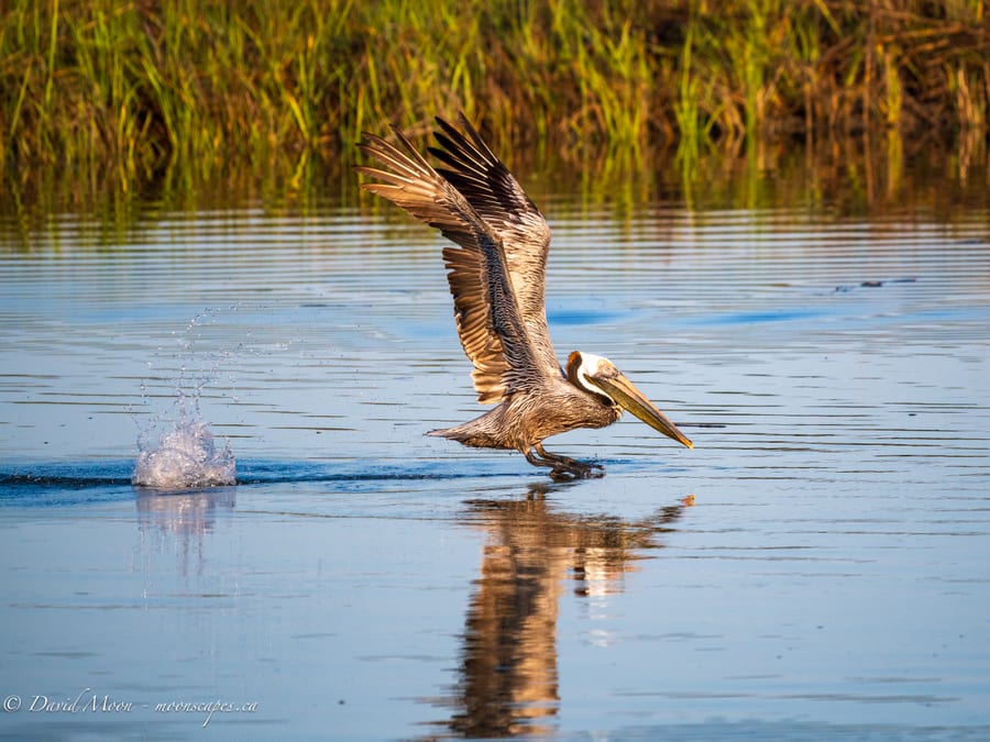 Pelican on the Kiawah River