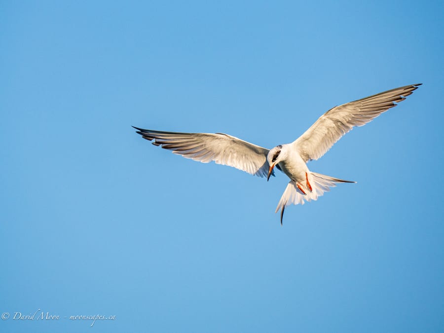 Forster's Tern in Flight