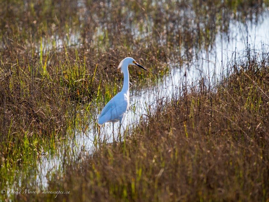 Snowy Egret in the Marsh