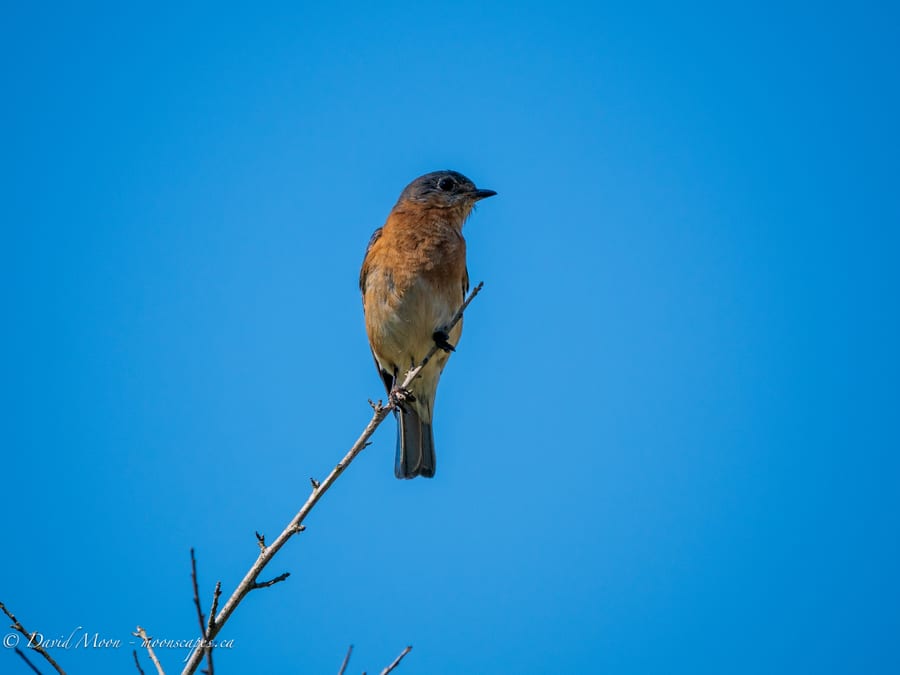 Female Eastern Bluebird