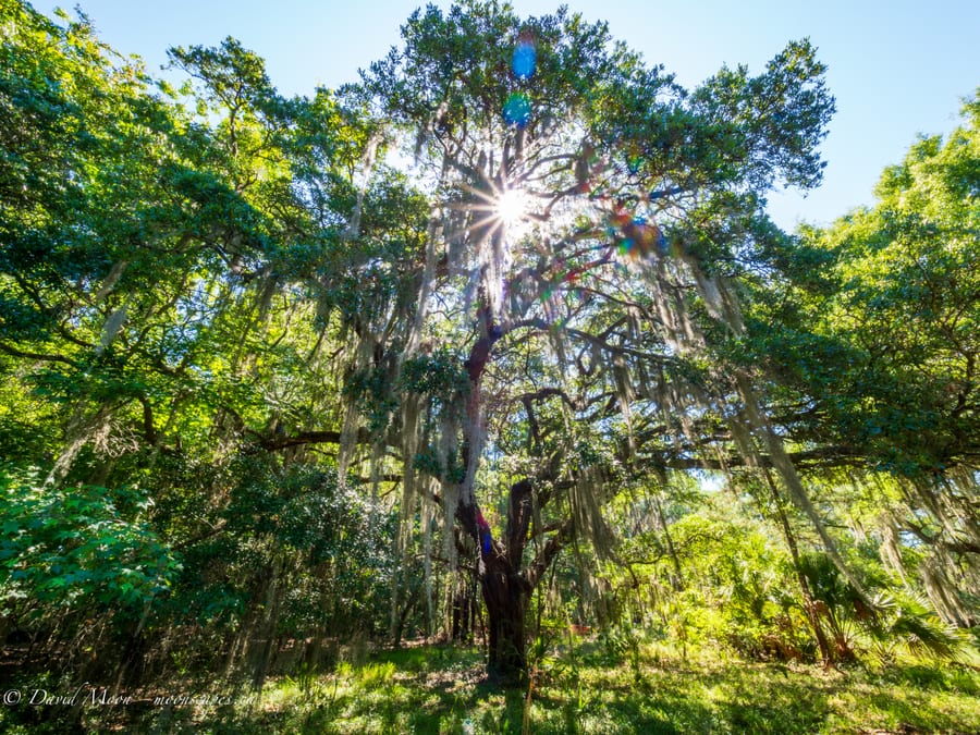 Sunlit Live Oak