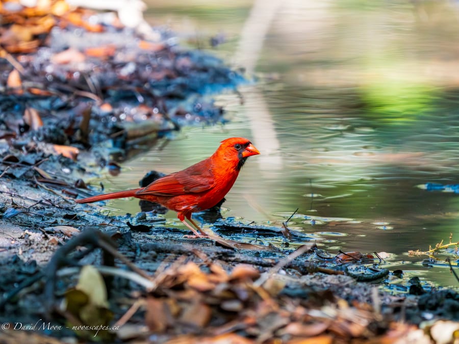 Male Cardinal by the Water