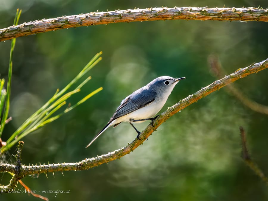 Blue-gray Gnatcatcher