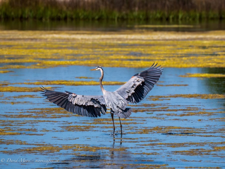 Great Blue Heron Landing