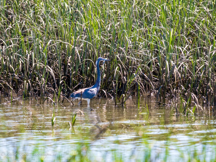 Tricolored Heron in the Reeds