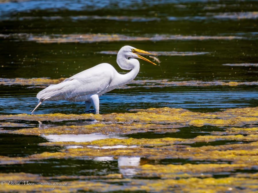 Great Egret in the Marsh