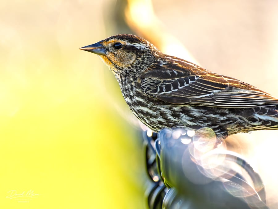 Backlit Blackbird Portrait