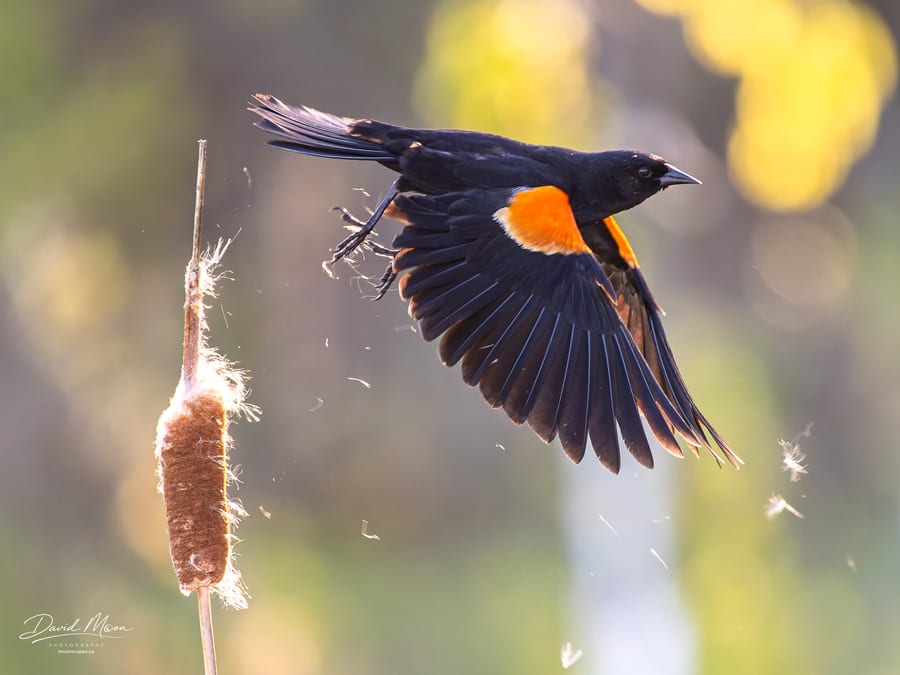 Red-winged Blackbird Taking Flight