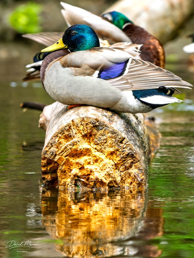Mallards on the Log