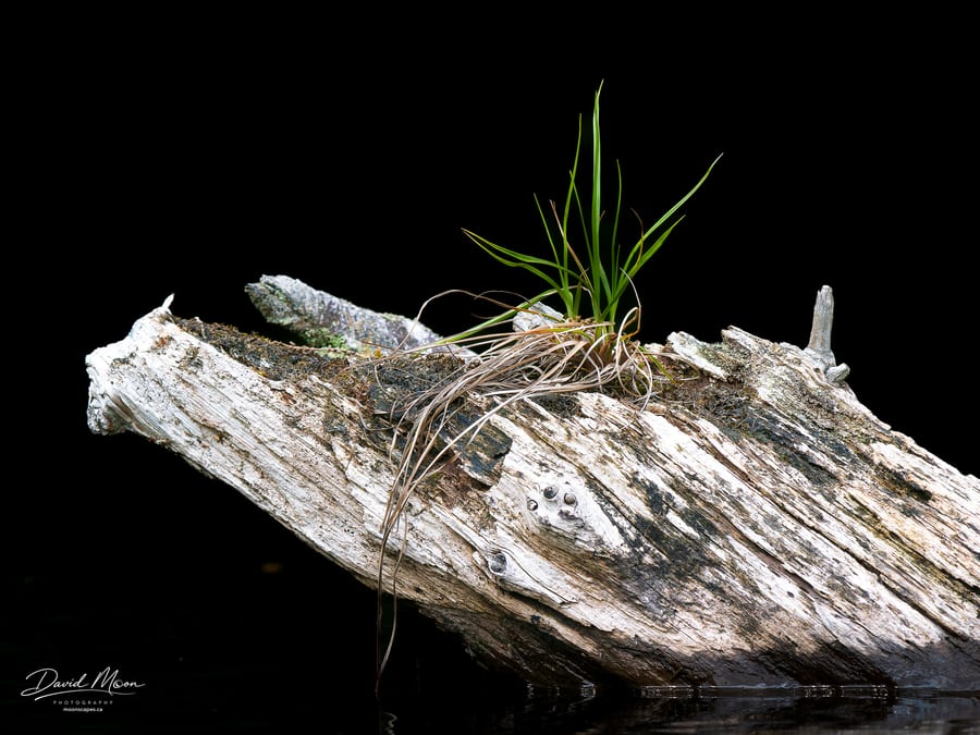 Green against the Dark Water