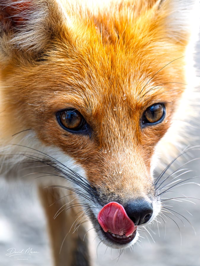 Fox Licking Its Nose