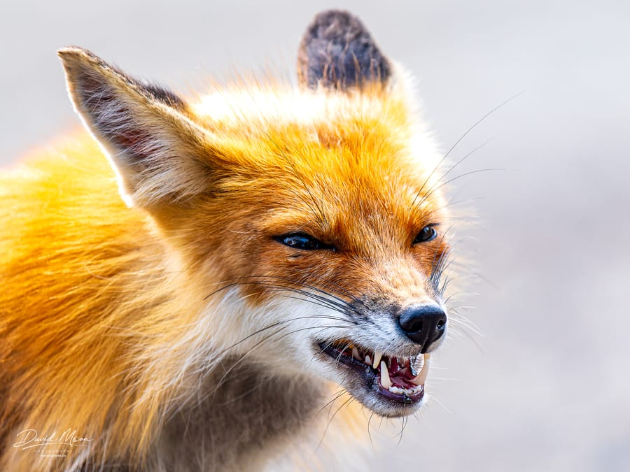 Warning from the Fox