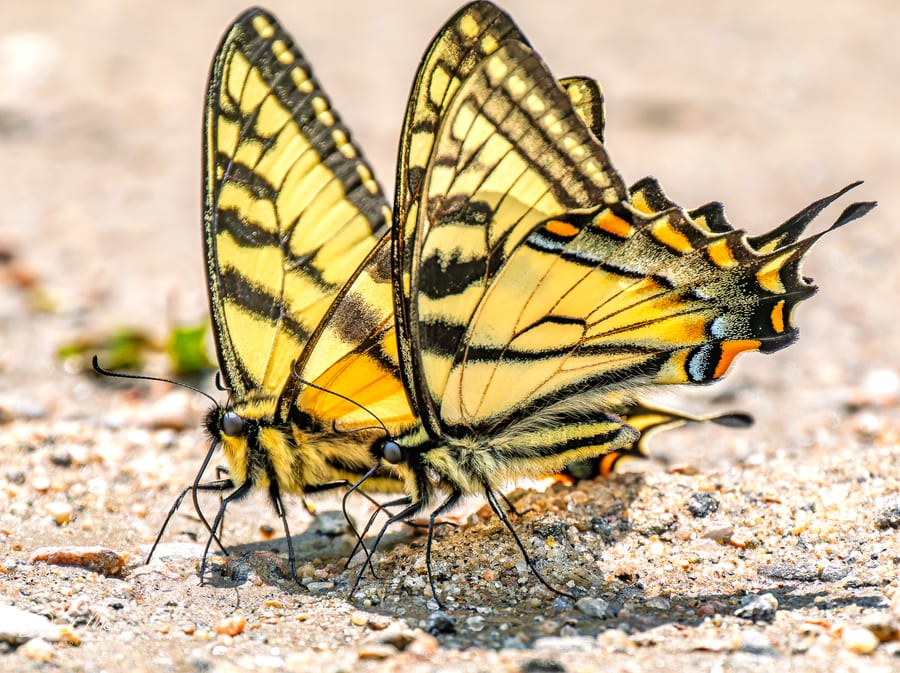 Tiger Swallowtails Together
