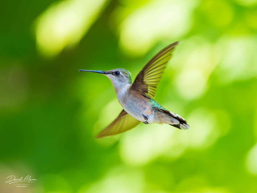 Ruby-throated Hummingbird in Flight