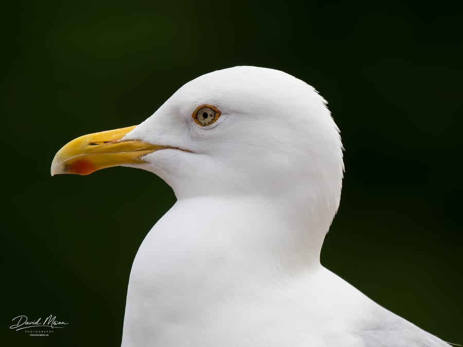 Herring Gull Portrait