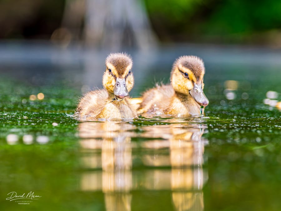 Mallard Ducklings