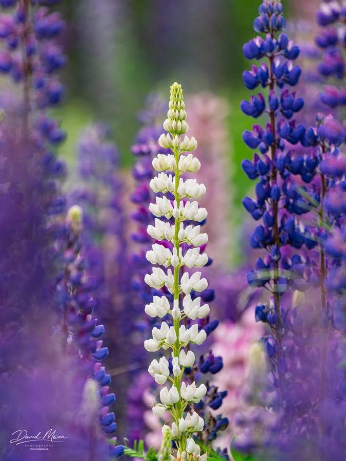 White Lupine among Purple