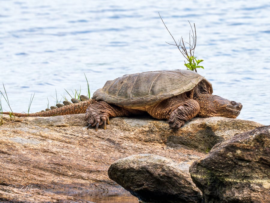 Common Snapping Turtle on the Rock