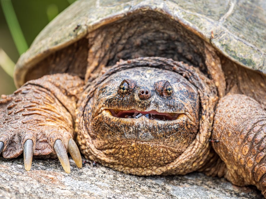 Snapping Turtle Portrait