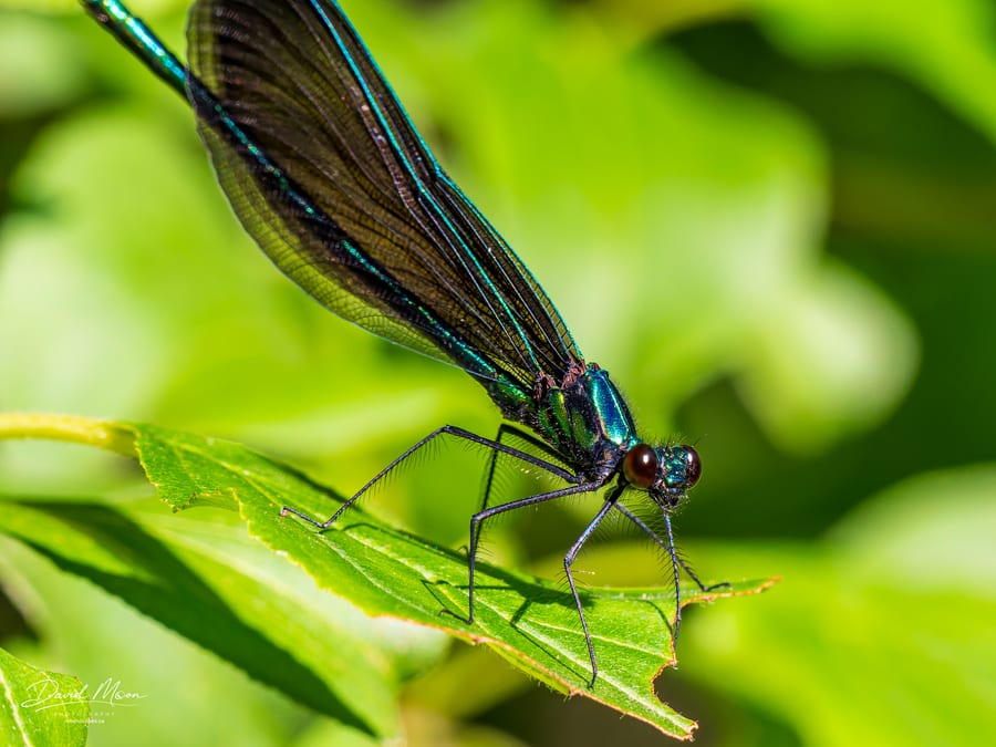 Ebony Jewelwing
