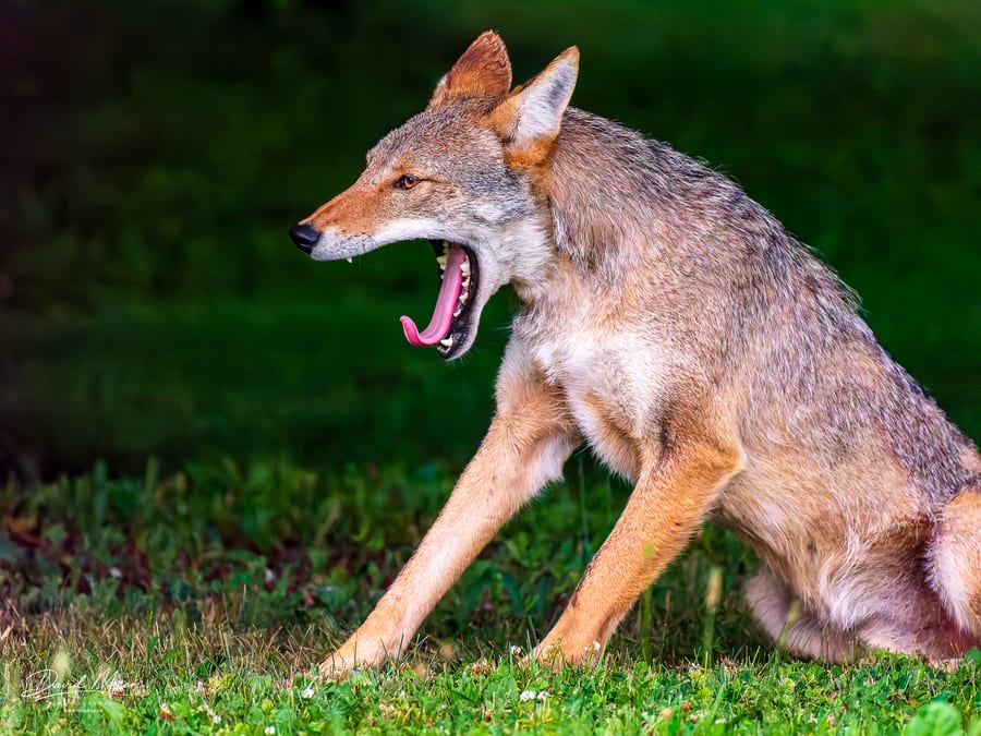 Coyote Yawning