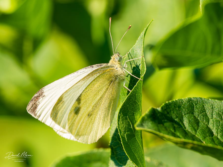 Cabbage White Butterfly