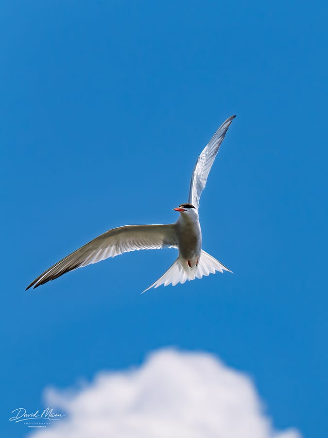 Common Tern in Flight
