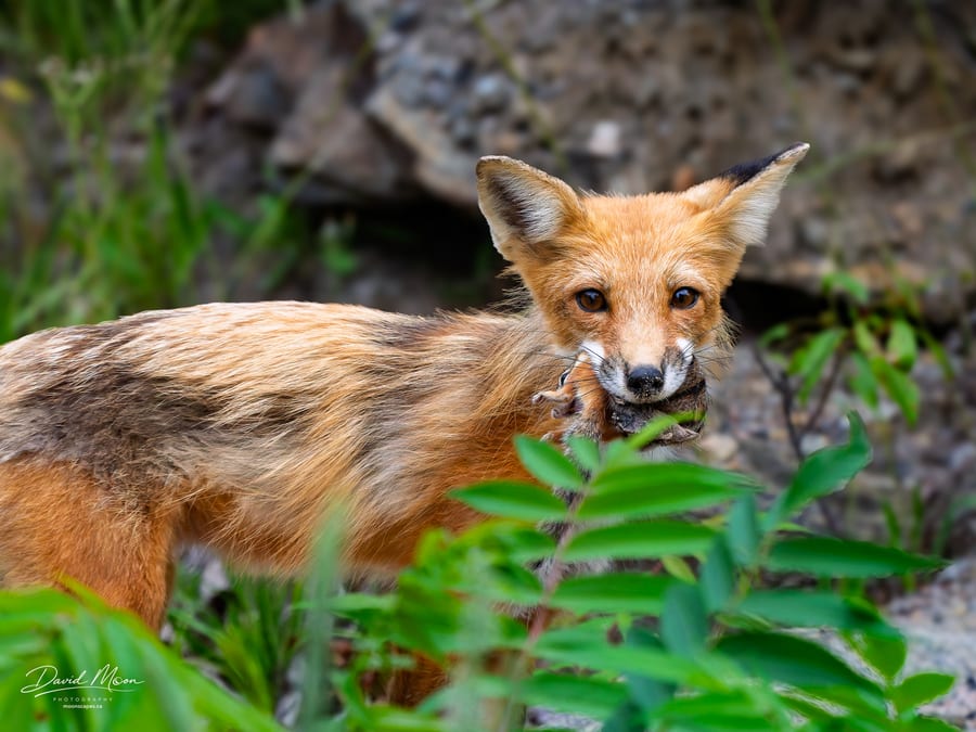 Red Fox with Its Catch