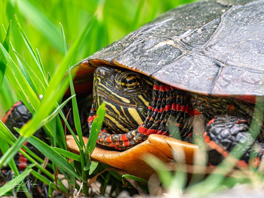 Eastern Painted Turtle
