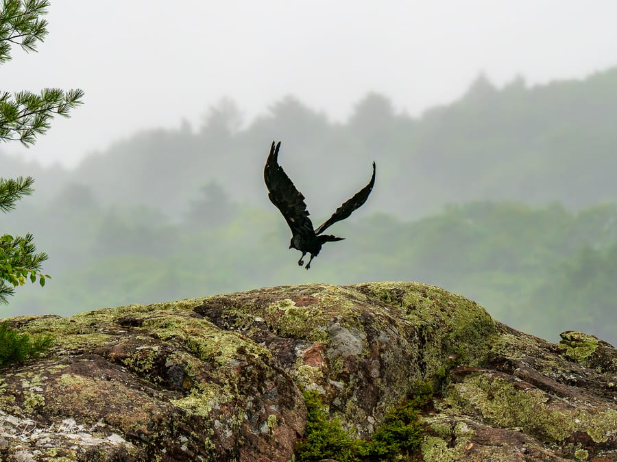 Crow Above the Rock
