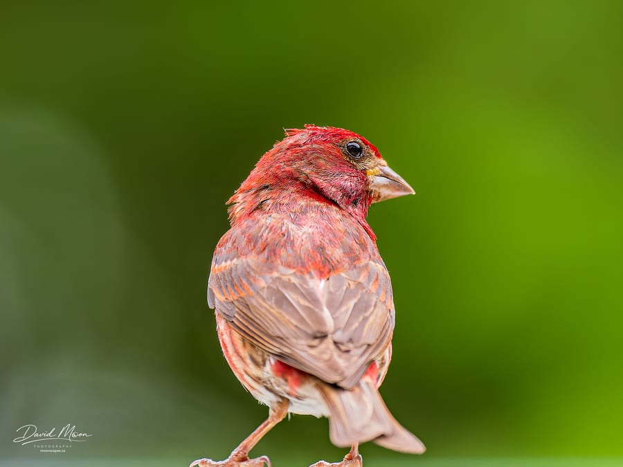 House Finch