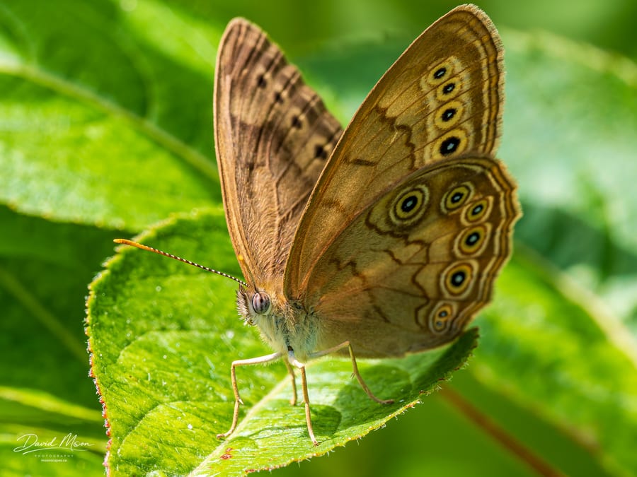 Eyed Brown Butterfly