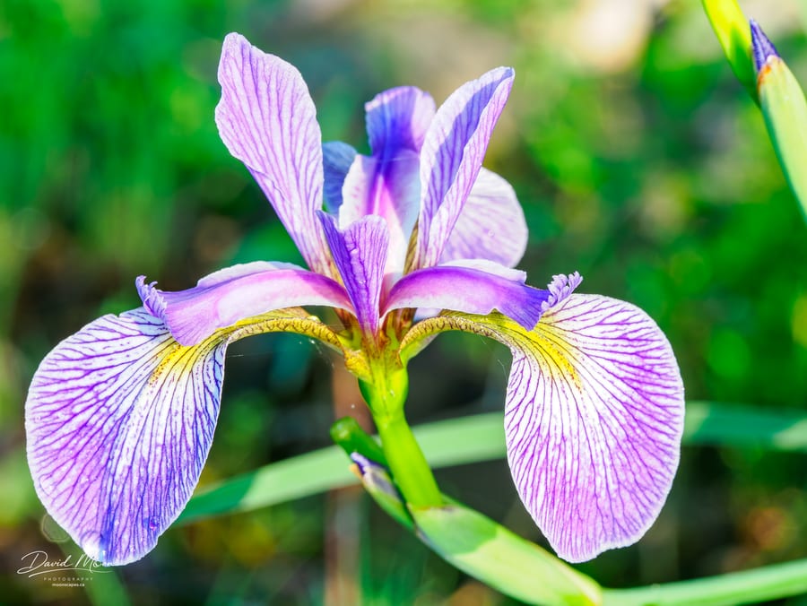 Blue Flag Iris