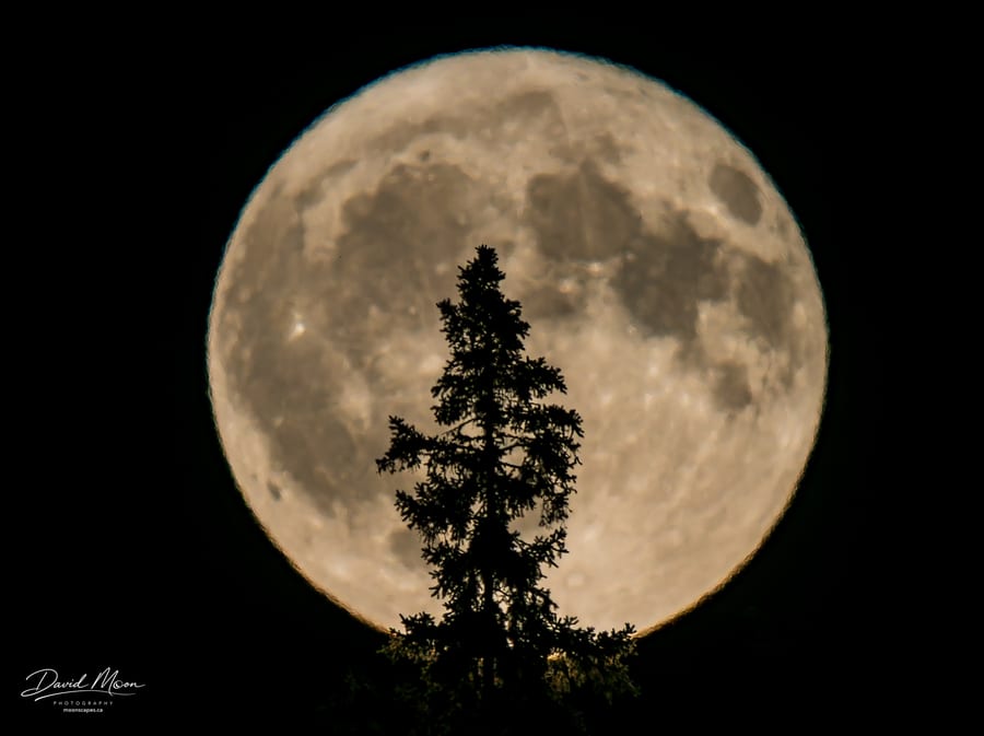Moon Behind the Pine