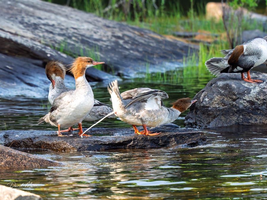 Common Mergansers on the Rocks