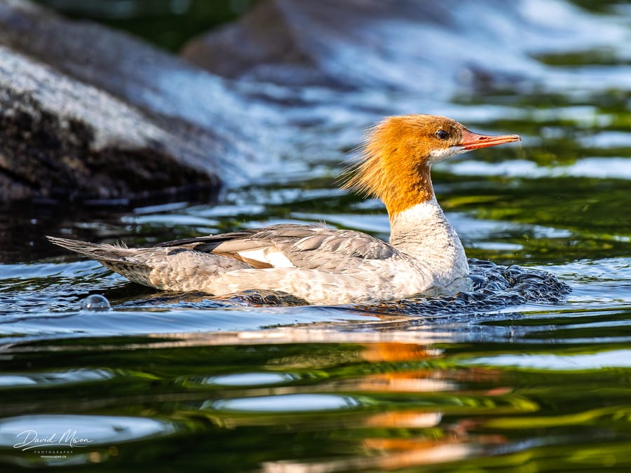 Common Merganser on the Lake