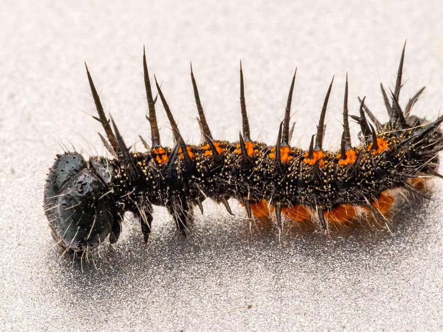 Spiny Caterpillar