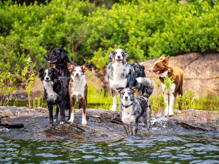 Dogs on Dog Island