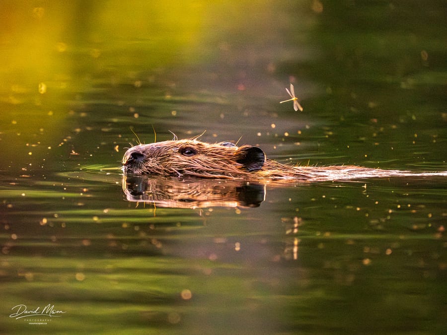 Beaver on Macdonald Lake