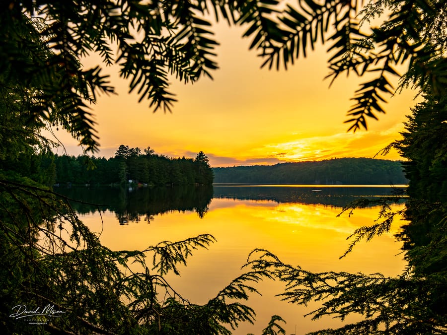 Golden Sunset Through the Pines