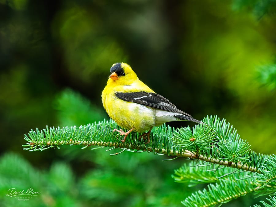 American Goldfinch