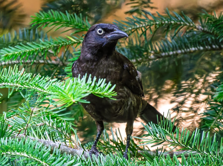 Common Grackle in the Spruce