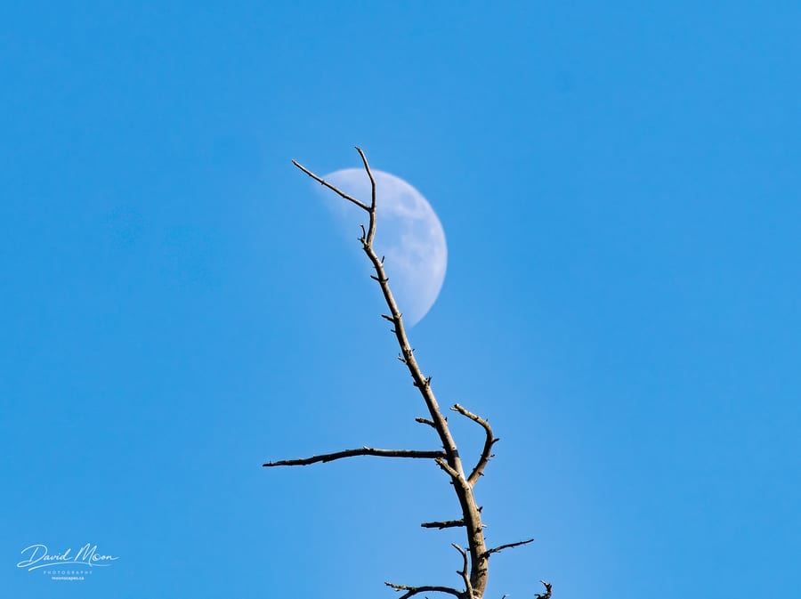 Daytime Moon Through the Branches