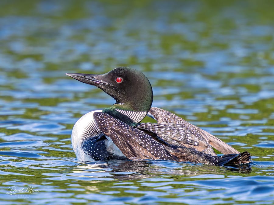 Common Loon Stretching