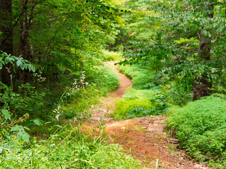The Lookout Trail
