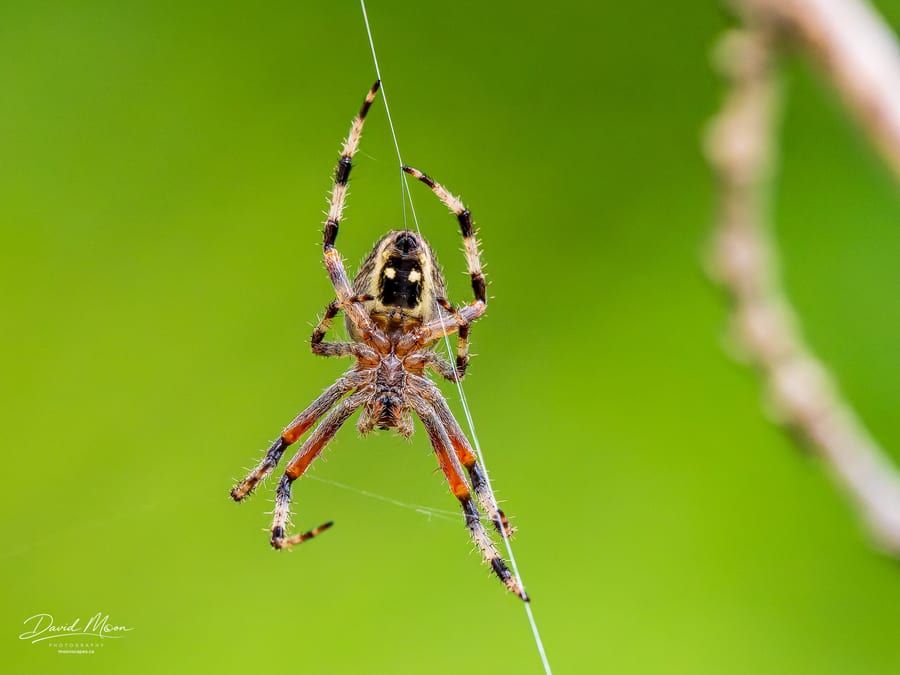 Orb-weaver at Work