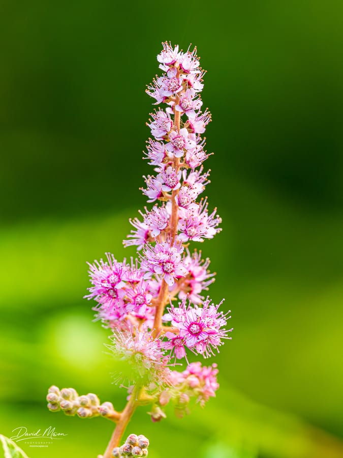 Pink Flower Spike