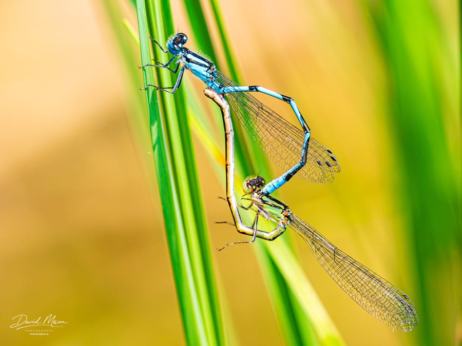 Damselflies Among the Reeds