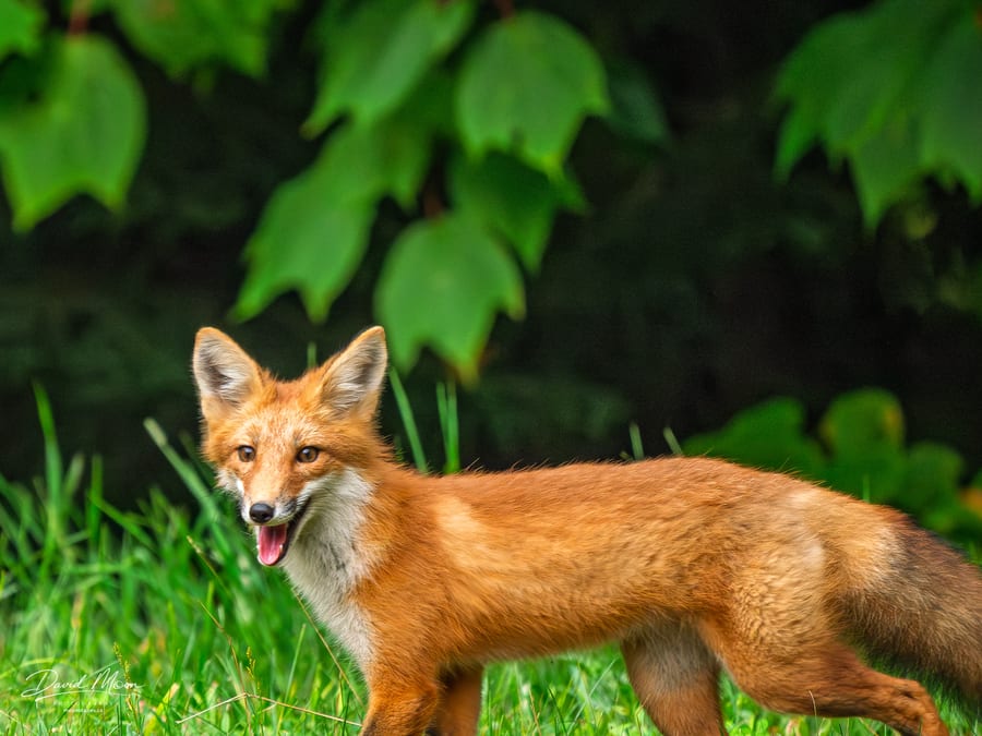 Red Fox in the Grass