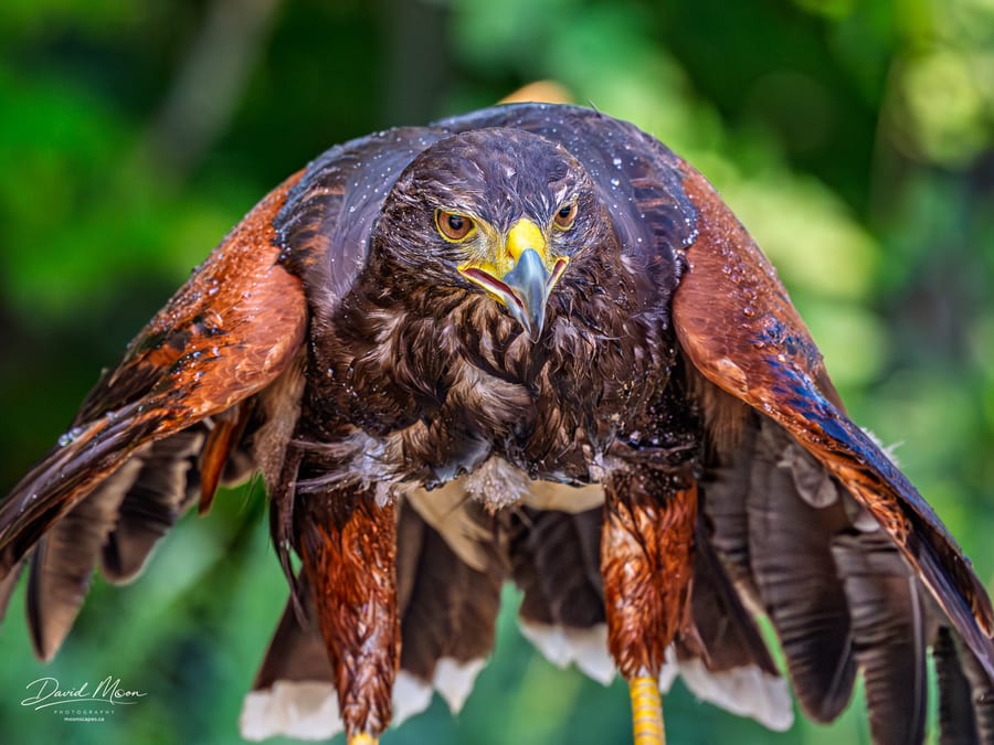 Raptor with Wings Spread